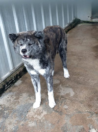 Courettes extérieures des Chiens